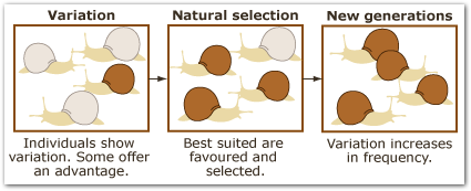 natural selection diagram